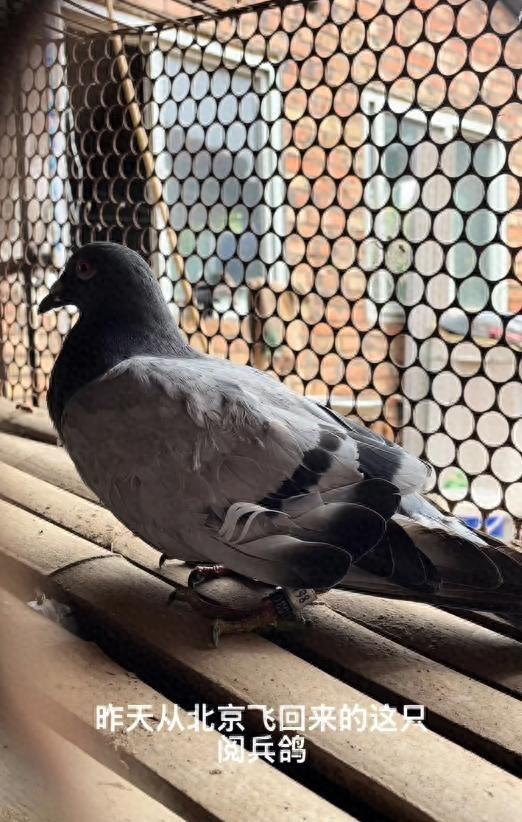 河南网友称捡到阅兵鸽,放飞后迟迟不走,主人回应:缘分,送你吧
